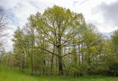 Randonnée A pied Geringswalde - Wanderweg Arras – Obstmühle - Photo