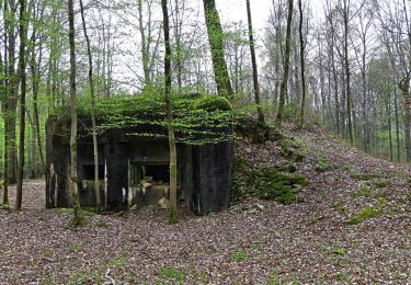 Trail Mountain bike Momignies - Macquenoise - Bois de Saint Michel - Découverte de Bunkers - Photo