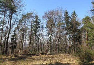 Excursión A pie Breitbrunn - Rundwanderweg Hase Lußberg - Photo