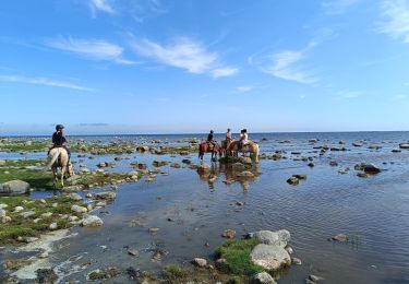 Trail Hybrid bike  - Änggårde-Hemse-Gotland-Sverige - Photo