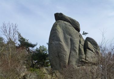 Tocht Te voet Cournols - Cournols - Photo