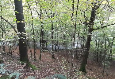 Tour Wandern Érezée - oppagne ac 2 - Photo