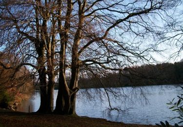 Percorso A piedi Sconosciuto - Castlewellan Forest Park - Cypress Pond Walk - Photo