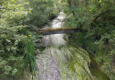 Percorso A piedi Philippsbourg - Blue triangle - Photo