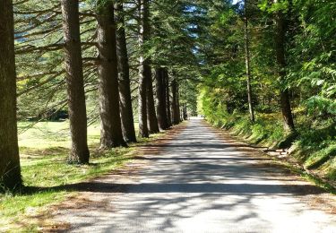 Tocht Stappen Saou - La Grande Combe en Forêt de Saoû - Photo