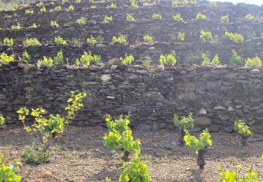 Excursión Senderismo Collioure - Collioure col de serre dans les vignes  - Photo