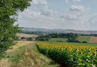 Trail Walking Nailly - Nailly 230716 - Photo
