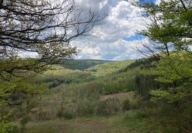 Randonnée Marche Wellin - GR 17 - Boucle 3 / Chanly / 16 km - Photo