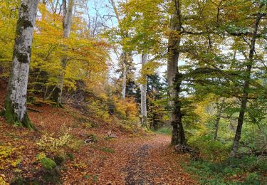 Randonnée Marche La Bourboule - Bourboule-puy-st-roch-retour-Bourboule - Photo