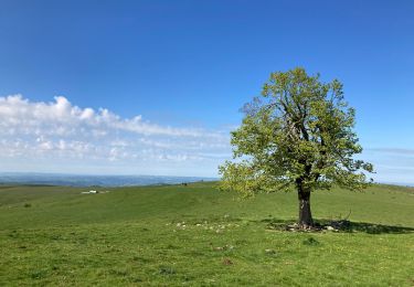 Trail Walking Lascelle - Arbre de quenouille, rocher saint curial, col de berganti - Photo