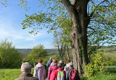 Trail Walking Olne - OLNE LOUIS - Photo