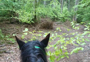 Tocht Paardrijden Attert - balade des cerfs  - Photo