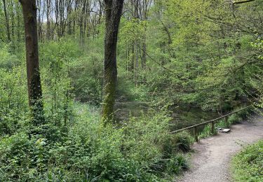 Tocht Stappen Halle - Hallerbos parking 5, 8,6 km - Photo