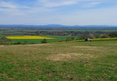 Tocht Stappen Mazerier - Les collines de Mazerier  - Photo