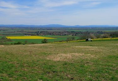 Trail Walking Mazerier - Les collines de Mazerier  - Photo