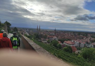 Percorso Marcia Obernai - Audax Obernai 100 kms - Photo