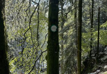 Trail Walking Xonrupt-Longemer - Cascade Charlemagne  - Photo