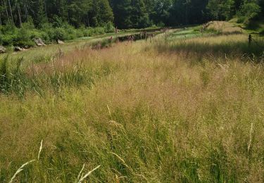 Percorso Marcia La Montagne - La Montagne Mille Etangs 7 juillet 2019  OVS - Photo