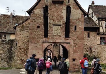 Excursión Senderismo Mittelwihr - randonnée des cerisiers en fleurs au départ de Mittelwihr  - Photo