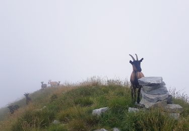 Tocht Te voet Toceno - M21 - Toceno - San Pantaleone - Photo