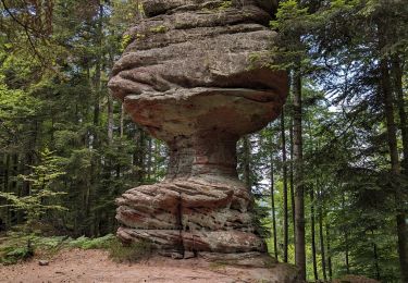 Tour Zu Fuß Sankt Quirin - Le Canceley, le Grand Rommelstein et le Rocher du Calice - Photo