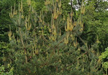 Percorso Marcia Saou - Forêt de Saou  - Photo