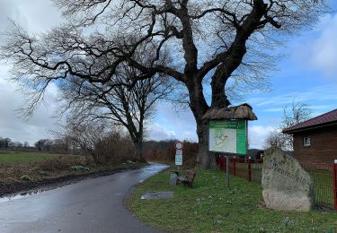 Tocht Te voet Groß Wittensee - Wanderroute 11: Groß Wittensee - Schlaukweg - Haby - Photo