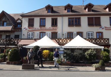 Randonnée Marche Rosheim - Boucle Heidenkopf - Photo