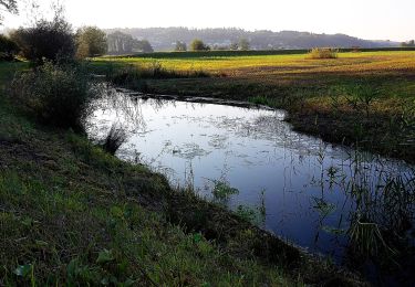 Tocht Te voet Zufikon - Dominolochsteg - Brücke Werd - Photo