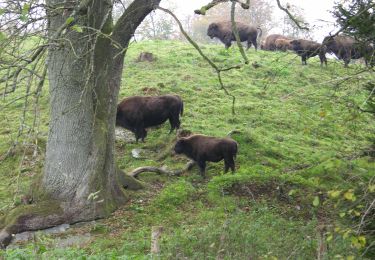 Randonnée Marche Bièvre - Marche Adeps 20 km Petit-Fays - Photo