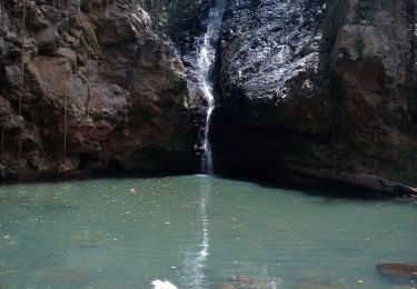 Tocht Stappen Baillif - Cascade Kalinago - Roches gravées du Plessis - Photo