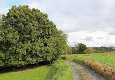 Randonnée A pied Dinant - Bois des Biches - Photo