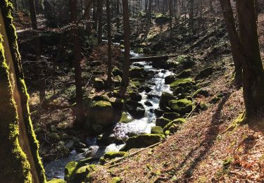 Percorso A piedi Ilsenburg - Rundwanderweg Ilsetal - Westerklippe - Froschfelsen - Ilsetal - Photo