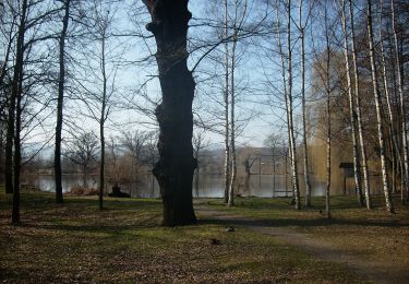 Percorso A piedi Zittau - LG-Gelber Punkt - Photo