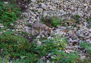 Trail On foot Vallorbe - Mont d'Orzeires - Le Pont Gare - Photo