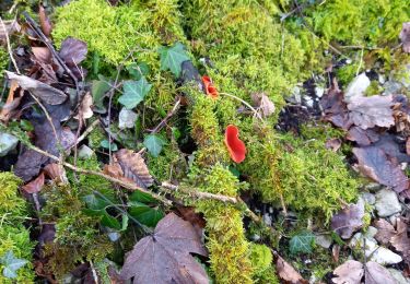 Tour Wandern Maillat - la boucle de maillat - Photo