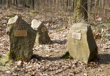 Randonnée A pied Borger-Odoorn - Korte Schapenroute - Photo