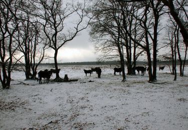 Tour Zu Fuß Ede - Oud Reemst - Blauw - Photo