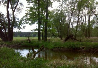 Tour Zu Fuß Königsbrück - Heidewaldpfad - Photo