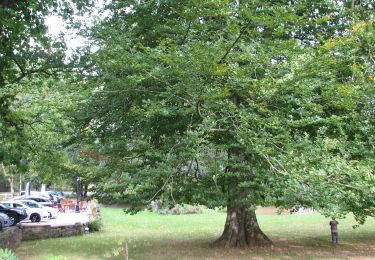 Tour Zu Fuß Ibingen - BE-AU 01 - Photo