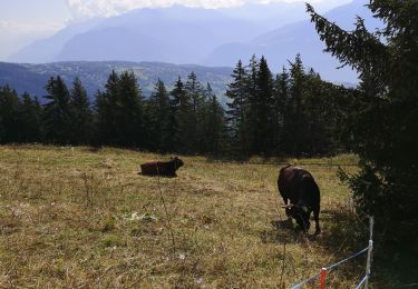 Tocht Noords wandelen Arbaz - intermédiaire à Anzère  - Photo