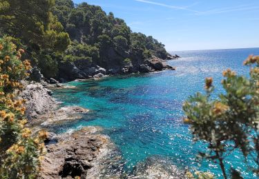 Randonnée Marche Rayol-Canadel-sur-Mer - Qui prend racine en bord de mer ? - Photo