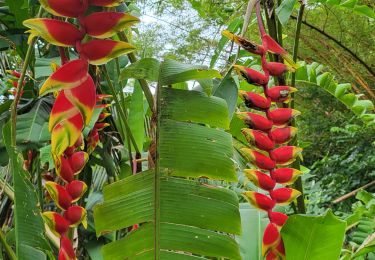 Trail Walking Papeete - Rando Tahiti vallée de Fautaua - Photo