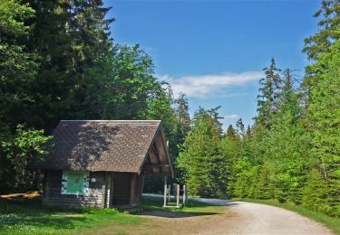 Tocht Te voet Gernsbach - Rundweg Nr. 1 - Grünhütten-Rundweg - Photo