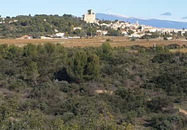 Tour Wandern Châteauneuf-du-Pape - Châteauneuf du pape  - Photo