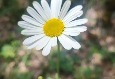 Trail Walking Saint-Rome-de-Tarn - le truel - Photo