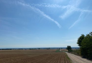 Tour Reiten Weyersheim - Zorn et hohenberg - Photo