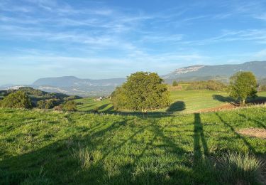Tour Wandern Velanne - Boucle autour de sauge - Photo