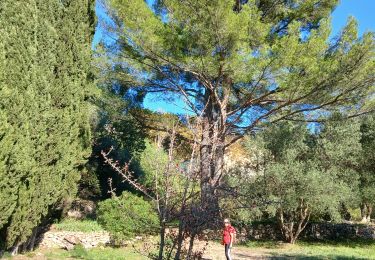 Trail Walking Le Revest-les-Eaux - Source de la Ripelle-15-11-2024 - Photo