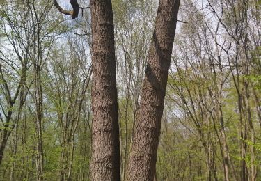 Excursión Senderismo Widensolen - Randonnée Forêt et plaine de Widensolen  - Photo